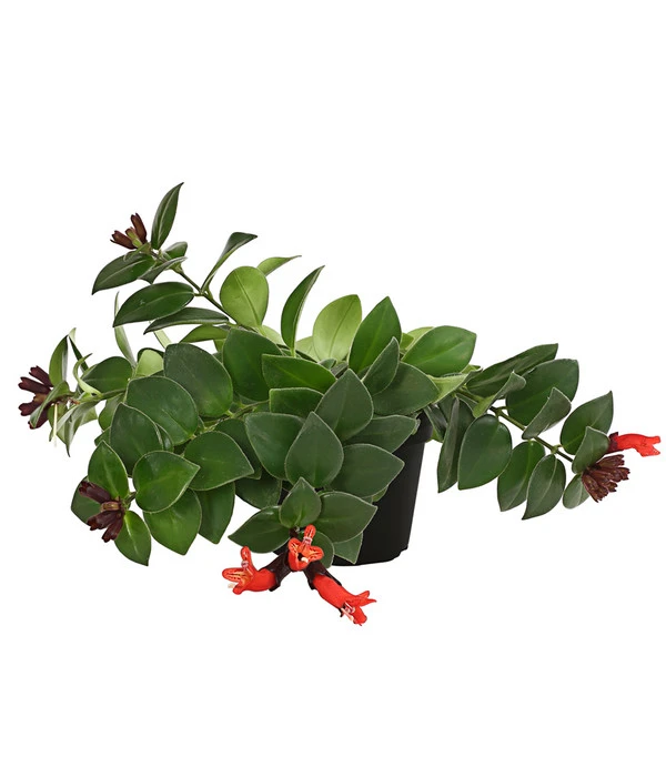 Schamblume - Aeschynanthus Radicans 'Mona Lisa' 3 Schamblume - Aeschynanthus Radicans 'Mona Lisa'