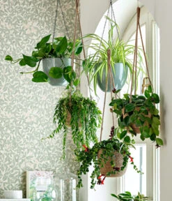 Schamblume - Aeschynanthus Japhrolepis 6 Schamblume - Aeschynanthus Japhrolepis -Dehner 8650376 WE MO 001 Ampelpflanzen