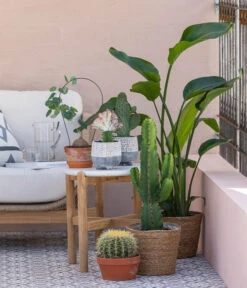 Feigenkaktus - Opuntia Consolea 7 Feigenkaktus - Opuntia Consolea -Dehner 8673246 WE MO 001 KaktusWolfsmilchEuphorbiaIngens