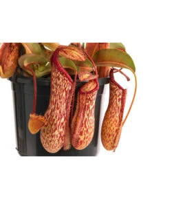 Kannenpflanze - Nepenthes 'Miranda' 7 Kannenpflanze - Nepenthes 'Miranda' -Dehner 8686578 WE DE 001 NepenthesMirandaT15