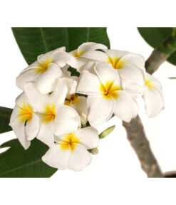 Neue Produkte -Dehner 8691180 WE DE 001 PlumeriaT18MixOstroFrangipani