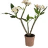 Frangipani - Plumeria Alba -Dehner 8691180 WE FS 001 PlumeriaT18MixOstroFrangipani