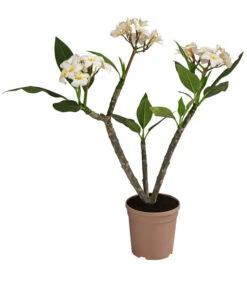 Neue Produkte 7 Frangipani - Plumeria Alba
