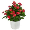 Christusdorn - Euphorbia Milii -Dehner 8696361 WE FS 001 EuphorbiaMiliiBuschRotChristusdornDehnerExpressHerzig