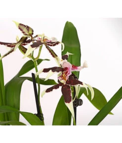 Zahnzungen-Orchidee - Odontoglossum-Hybriden, Verschiedene Sorten -Dehner 8704694 PR DE 001 Odontoglossum1TrieberT12DehnerHerzig