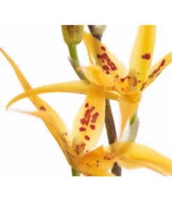 Zahnzungen-Orchidee - Odontoglossum-Hybriden, Verschiedene Sorten -Dehner 8704694 PR DE 001 OdontoglossumBrassadaMiradaSortenmix1TrieberT11DehnerExpressZS