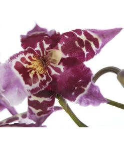 Zahnzungen-Orchidee - Odontoglossum-Hybriden, Verschiedene Sorten -Dehner 8704694 PR DE 001 OdontoglossumSortenmix1TrieberT11DehnerExpressZS