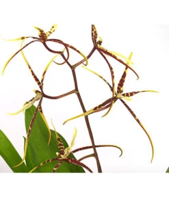 Zahnzungen-Orchidee - Odontoglossum-Hybriden, Verschiedene Sorten -Dehner 8704694 PR DE 002 Odontoglossum1TrieberT12DehnerHerzig