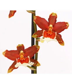 Zahnzungen-Orchidee - Odontoglossum-Hybriden, Verschiedene Sorten -Dehner 8704694 PR DE 005 Odontoglossum1TrieberT12DehnerHerzig