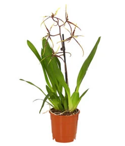 Zahnzungen-Orchidee - Odontoglossum-Hybriden, Verschiedene Sorten -Dehner 8704694 PR FS 002 Odontoglossum1TrieberT12DehnerHerzig