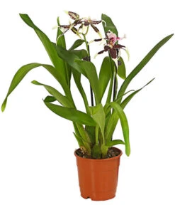 Zahnzungen-Orchidee - Odontoglossum-Hybriden, Verschiedene Sorten -Dehner 8704694 WE FS 001 Odontoglossum1TrieberT12DehnerHerzig