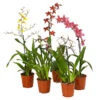 Zahnzungen-Orchidee - Odontoglossum-Hybriden, Verschiedene Sorten -Dehner 8704694 WE FS 001 Odontoglossum1TrieberT12MixbildDehnerExpressHerzig