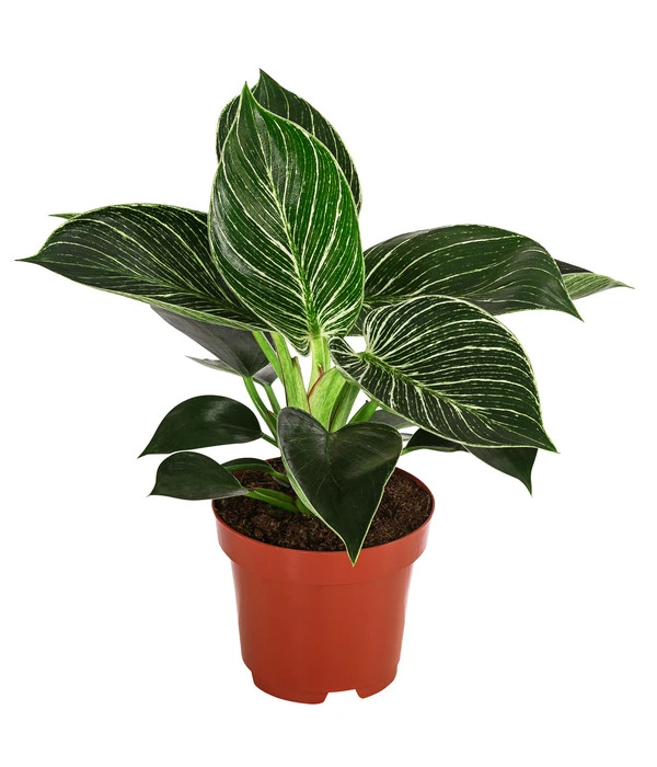 Baumfreund - Philodendron 'White Wave' 3 Baumfreund - Philodendron 'White Wave'