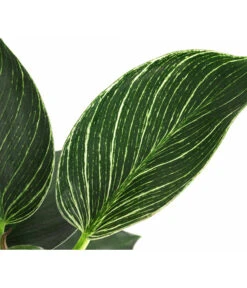 Baumfreund - Philodendron 'White Wave' 7 Baumfreund - Philodendron 'White Wave' -Dehner 8713406 WE DE 002 PhilodendronWhiteWaveT12