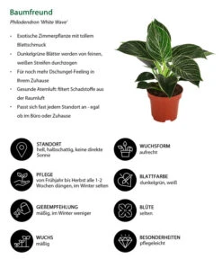 Baumfreund - Philodendron 'White Wave' 6 Baumfreund - Philodendron 'White Wave' -Dehner 8713406 WE IG 001 Baumfreund