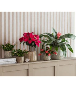 Lanzenrosette - Aechmea Fasciata 8 Lanzenrosette - Aechmea Fasciata -Dehner 8731382 8225054 WE MO 001 PrincettiaStammT15