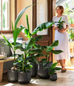 Kokospalme - Cocos Nucifera -Dehner 8735920 WE MO 001 MusaCavendischT21