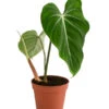 Baumfreund - Philodendron Gloriosum 2 Baumfreund - Philodendron Gloriosum -Dehner 8742389 WE FS 001 PhilodendronGloriosumT15