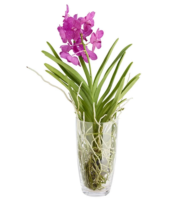 Orchidee - Vanda Cultivars 'Vanda', Im Glas 3 Orchidee - Vanda Cultivars 'Vanda', Im Glas