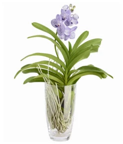Orchidee - Vanda Cultivars 'Vanda', Im Glas 8 Orchidee - Vanda Cultivars 'Vanda', Im Glas -Dehner 8756199 PR FS 002 VandaKleinbluetigImGlasDehnerExpressZS
