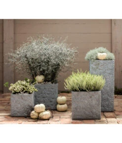 Zickzackstrauch -Dehner 8811184 7084932 8805913 WE MO 001 Zickzackstrauch Gitterkraut Knospenheide