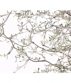 Zickzackstrauch -Dehner 8811184 WE DE 001 CorokiaCotoneasterZickzackstrauchT12DehnerExpressHerzig