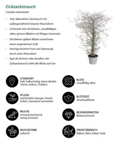 Zickzackstrauch -Dehner 8811184 WE IG 001 CorokiaCotoneasterZickzackstrauchT12DehnerExpressHerzig