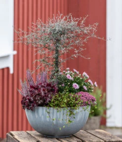 Zickzackstrauch -Dehner 8811184 WE MO 001 Herbstarrangement