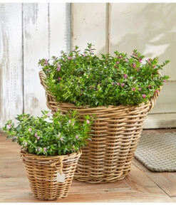 Köcherblümchen, Busch, Verschiedene Farben 10 Köcherblümchen, Busch, Verschiedene Farben -Dehner 8811366 8594673 8594244 PR MO 003 CupheaHyssopifT11BL18UveSauer