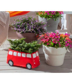 Köcherblümchen, Busch, Verschiedene Farben 11 Köcherblümchen, Busch, Verschiedene Farben -Dehner 8811366 WE MO 002 CupheaHyssopifoliaKoecherbluemchen