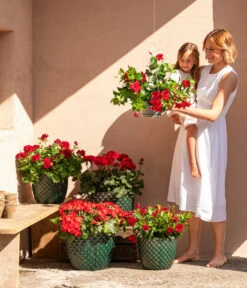 Dehner Keramik-Topf Elite 14 Dehner Keramik-Topf Elite -Dehner 8813008 6705461 6705479 6705487 WE MO 001 GeranieRubinHeissesRot