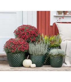 Dehner Keramik-Topf Elite 15 Dehner Keramik-Topf Elite -Dehner 8815763 WE MO 001 KnospenheideCallunaFluffyT11