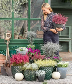 Zickzackstrauch -Dehner 8815763 WE MO 001 MuecaGitterkrautMuehlenbeckia