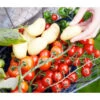 TomTato® Tomatenkartoffel 1 TomTato® Tomatenkartoffel -Dehner 8832859 WE MO 0011 TomtatoTomoffel