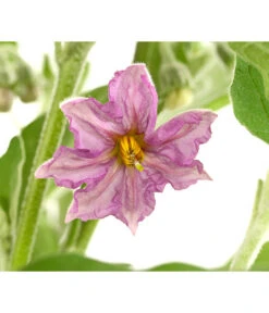 Pick-&-Joy® Aubergine Mit Früchten 9 Pick-&-Joy® Aubergine Mit Früchten -Dehner 8838047 WE DE 001 PickandJoyAubergineT14