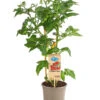 Pick-a-Tom® Cocktailtomate 'Candy' Mit Früchten 1 Pick-a-Tom® Cocktailtomate 'Candy' Mit Früchten -Dehner 8838815 PR FS 002 PickaTomBeerentomateCandyT14DehnerExpressHerzig