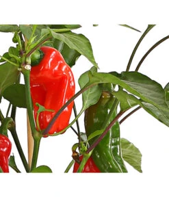 Pick-a-Pep® Snackpaprika Mit Früchten 7 Pick-a-Pep® Snackpaprika Mit Früchten -Dehner 8838823 SnackpaprikaRotMitFrucht