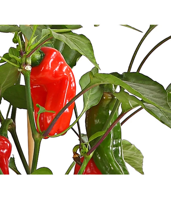 Pick-a-Pep® Snackpaprika Mit Früchten 5 Pick-a-Pep® Snackpaprika Mit Früchten – Bild 3