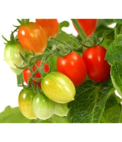 Pick-a-Tom® Pflaumentomate Mit Früchten 5 Pick-a-Tom® Pflaumentomate Mit Früchten -Dehner 8838872 WE DE 001 PickaTomPflaumentomateT14