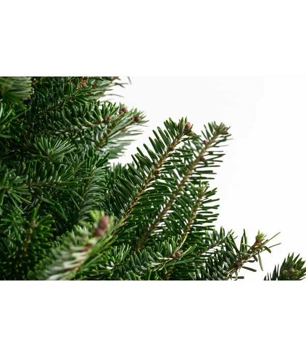 Fraser-Tanne, Ca. 175-200 Cm, Gesägt 4 Fraser-Tanne, Ca. 175-200 Cm, Gesägt – Bild 2