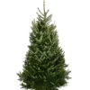 Fraser-Tanne, Ca. 175-200 Cm, Gesägt 2 Fraser-Tanne, Ca. 175-200 Cm, Gesägt -Dehner 8995078 PR FS 001 AbiesFraseri175 200GesaegtFraserTanneDehnerExpressHerzig