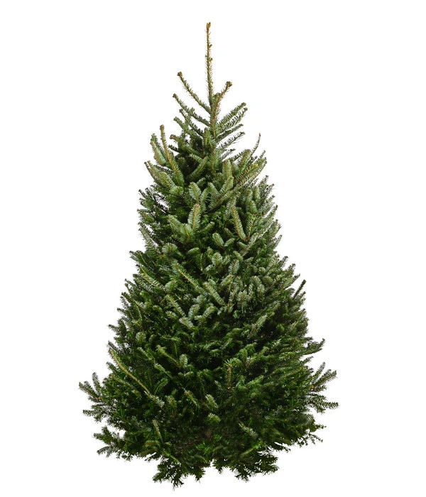 Fraser-Tanne, Ca. 175-200 Cm, Gesägt 3 Fraser-Tanne, Ca. 175-200 Cm, Gesägt