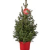 Weihnachtsbaum - Zwerg-Fichte 'Little Santa®' -Dehner 8997280 PR FS 005 PiceaLittleSanta5L