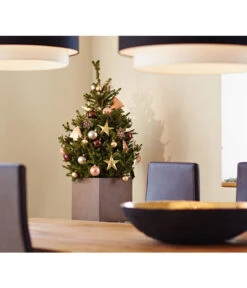 Weihnachtsbaum - Zwerg-Fichte 'Little Santa®' 7 Weihnachtsbaum - Zwerg-Fichte 'Little Santa®' -Dehner 8997280 PR MO 002 PiceaLittleSanta5L