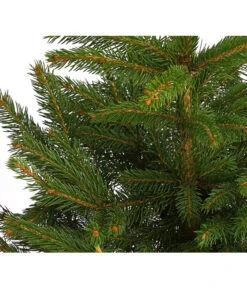 Stech-Fichte, Ca. 40-60 Cm, Im Topf Gewachsen -Dehner 8997512 WE DE 003 PiceaPungensFichte40 60DehnerExpressHerzig