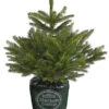 Stech-Fichte, Ca. 40-60 Cm, Im Topf Gewachsen 2 Stech-Fichte, Ca. 40-60 Cm, Im Topf Gewachsen -Dehner 8997512 WE FS 003 PiceaPungensFichte40 60DehnerExpressHerzig