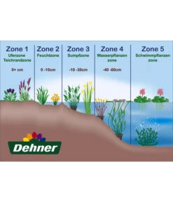 Dehner Japanorchidee - Gartenorchidee 7 Dehner Japanorchidee - Gartenorchidee -Dehner WE DE 001 Teichzonen Wasserpflanzen Schild