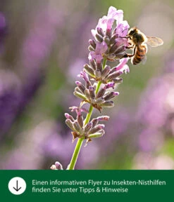 Dehner Natura Insektenhotel CLiCK, Ca. B20/H30/T11 Cm 11 Dehner Natura Insektenhotel CLiCK, Ca. B20/H30/T11 Cm -Dehner WE IG FlyergrafikDehnerNaturaInsektenhotelsNisthilfen