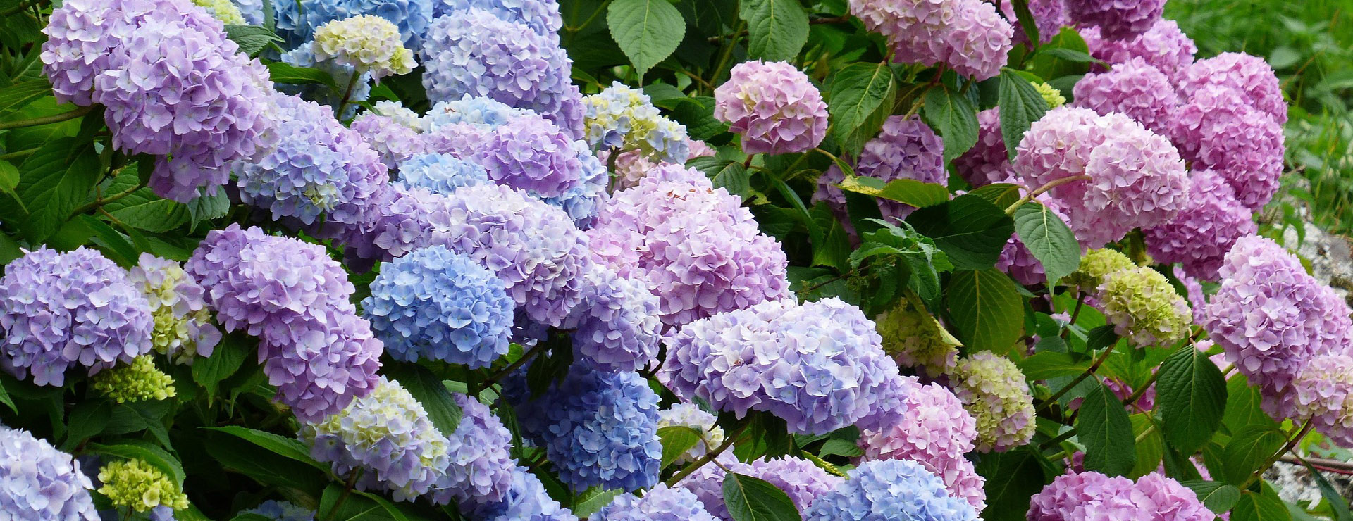 Dehner 1 Dehner -Dehner hydrangeas 177317 1920